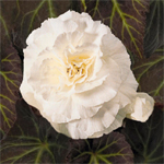 Afbeelding Begonia tuberhybrida Nonstop Wit